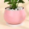 Buy Peace Lily Plant In A Lovely Pink Planter for Mom