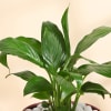 Shop Peace Lily Plant In A Lovely Pink Planter for Mom