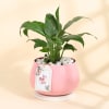 Peace Lily Plant In A Lovely Pink Planter for Mom Online