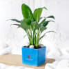 Gift Peace Lily Plant In Blue Ceramic Planter - Customized With Logo