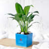 Gift Peace Lily Plant In Blue Ceramic Planter - Customized With Logo And Message