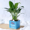 Gift Peace Lily Plant In Blue Ceramic Planter for Mom
