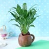 Buy Peace Lily Plant in Cat-Mug Shape Ceramic Planter