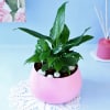 Gift Peace Lily Plant in Cute Planter