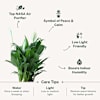 Shop Peace Lily Plant in Cute Planter