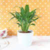Gift Peace Lily Plant in Plastic Planter
