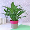 Peace Lily Plant in Plastic Planter Online