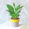 Gift Peace Lily With Syngonium And Succulent In Planters (Set of 3)