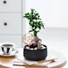 Gift Peaceful Mother's Day Bonsai Plant