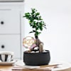Peaceful Mother's Day Bonsai Plant Online