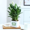 Buy Peacelily Plant With Self-Watering Planter