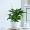 Buy Peacelily Plant With White Planter And Plate