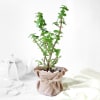 Buy Pearl Rakhi with Jade Plant in Jute Wrapping