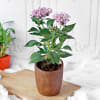 Gift Pentas Flower Plant in Ceramic Planter