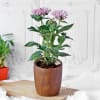 Pentas Flower Plant in Ceramic Planter Online