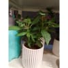 Pentas Plant In White Ceramic Vase Online
