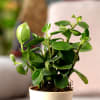 Buy Peperomia Green Creeper Plant