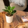 Gift Peperomia Green Plant