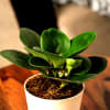 Buy Peperomia Green Plant