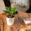 Peperomia Green Plant Online