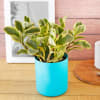 Gift Peperomia Plant in Cylindrical Blue Pot