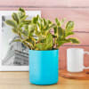 Peperomia Plant in Cylindrical Blue Pot Online