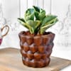 Gift Peperomia Plant in Textured Ceramic Planter