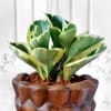 Buy Peperomia Plant in Textured Ceramic Planter