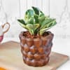 Shop Peperomia Plant in Textured Ceramic Planter