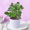 Gift Peperomia Plant in Textured Plastic Planter