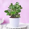 Peperomia Plant in Textured Plastic Planter Online