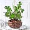Peperomia Plant with Hand Designer Ceramic Planter Online