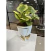 Pepromia Plant With White With Golden Bow Vase Online
