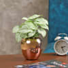 Gift Perfect Balance Syngonium White Plant