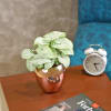 Buy Perfect Balance Syngonium White Plant