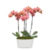 Perfect Peach Orchid Plant Online