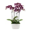 Perfect Plum Mini Orchids Online