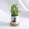 Buy Personalized Bamboo Plant With Planter