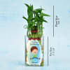 Personalized Birthday Special Two Layer Lucky Bamboo(Moderate Sunlight/Less Water) Online