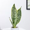 Shop Personalized Ceramic Dog Planter With Snake Plant