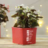Buy Personalized Ceramic Planter for New Year