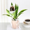 Buy Personalized Dracaena And Fridge Magnet Combo