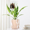 Personalized Dracaena And Fridge Magnet Combo Online