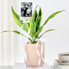 Shop Personalized Dracaena Lime With Fridge Magnet Combo