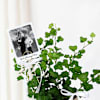 Gift Personalized English Ivy And Fridge Magnet Combo