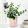 Shop Personalized English Ivy And Fridge Magnet Combo
