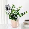 Personalized English Ivy And Fridge Magnet Combo Online