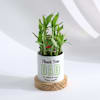 Buy Personalized Father's Day Bamboo Plant With Ceramic Planter
