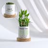 Personalized Father's Day Bamboo Plant With Ceramic Planter Online