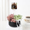 Personalized Fittonia Oasis And Fridge Magnet Combo Online
